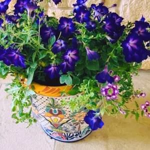 Meet your Posher, Shellie